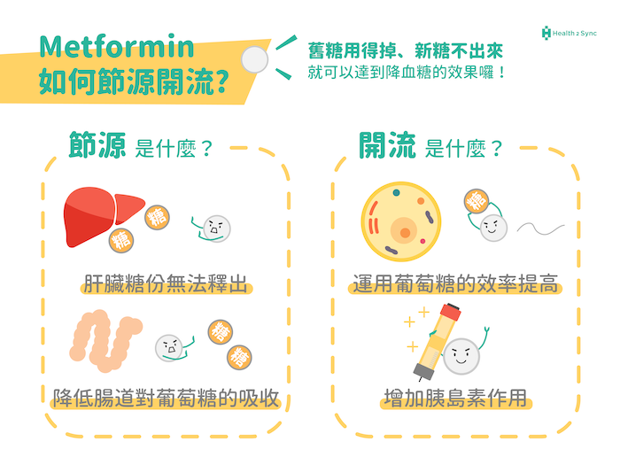 Metformin的作用-節源開流